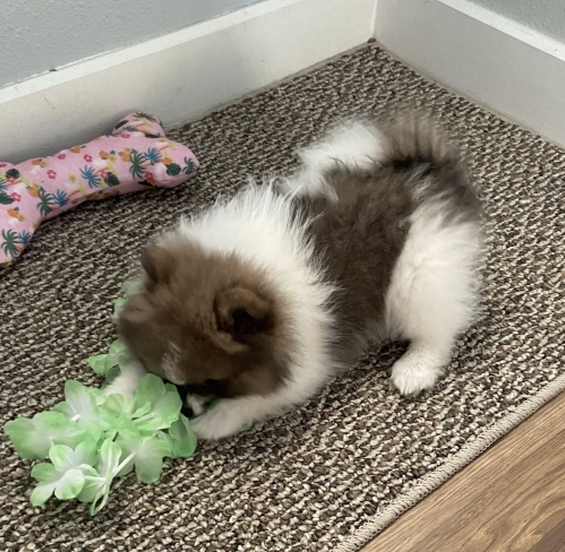 Roxy Mädchen